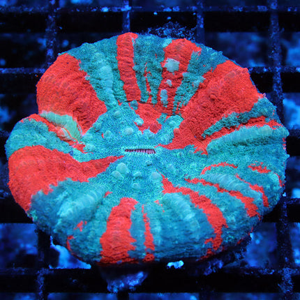 POTO Wonderwheel Scoly