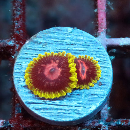 CC Scarlet Fever Zoa