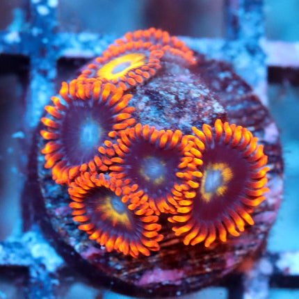 Blue Eye Blondies Zoa