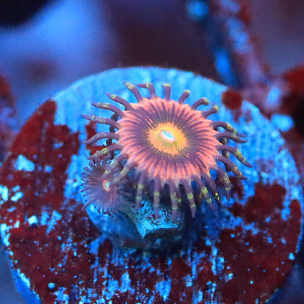 JPS Princess Oxana Zoa ( 1p+1Baby )