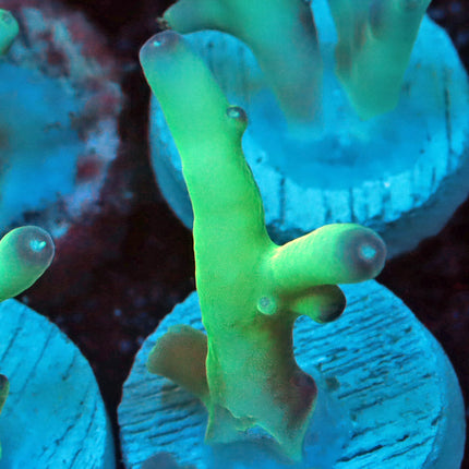 Peng's Cherry Tip Granulosa