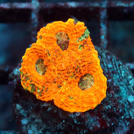 POTO Agent Orange Acan Echinata