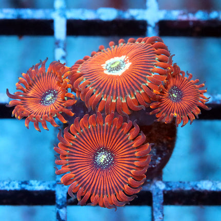 Magician Zoa