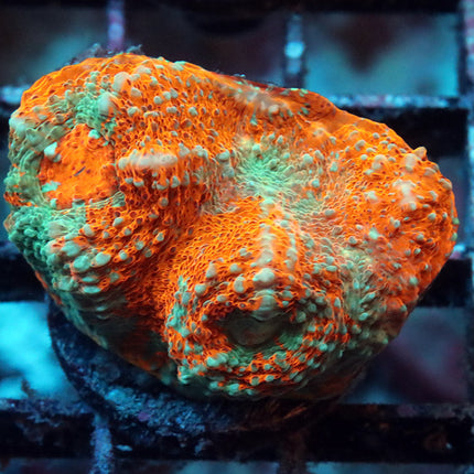POTO Orange Sorbert Chalice