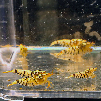 Fancy Black Tiger Freshwater Shrimp Breeding Group of 6 (Stock Photo)