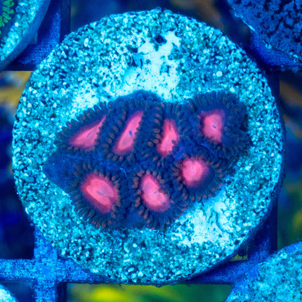 KH Sunburst Zoa