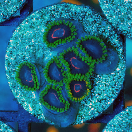WWC Purple Heart Ring Zoa