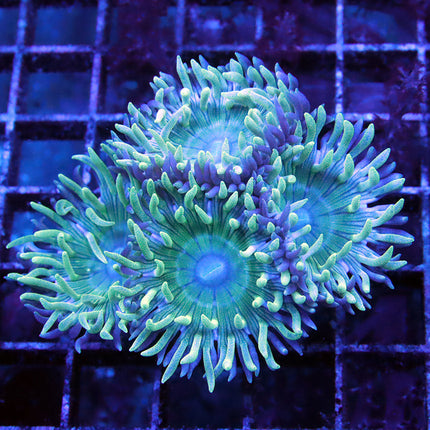 Duncan Coral (large)