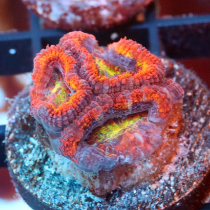 Ultra Rainbow Acan