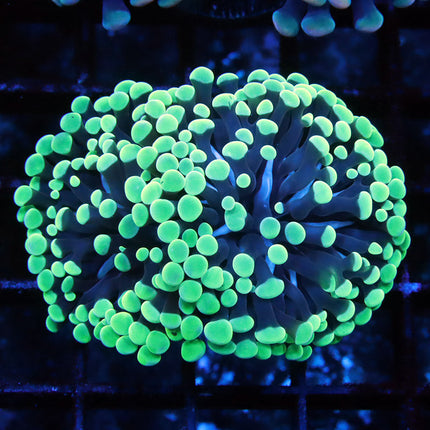 Neon Frammer