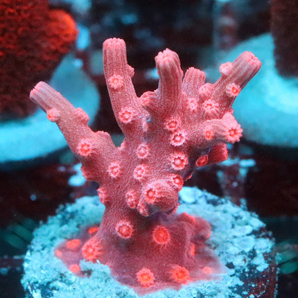 Red Branching Cyphastrea