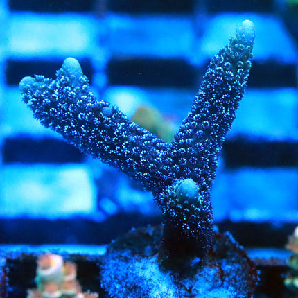 German Blue Digi