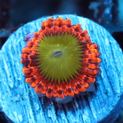 Oompa Loompa Zoa