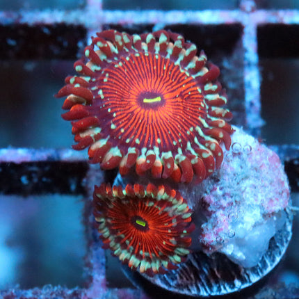 Salted Agave Zoa