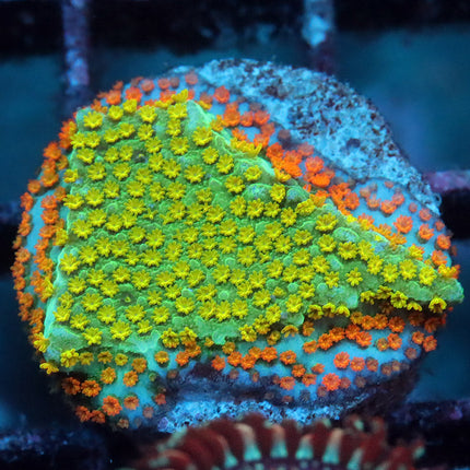 Aquaman Monti