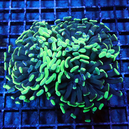 Neon Branching Hammer (triple)
