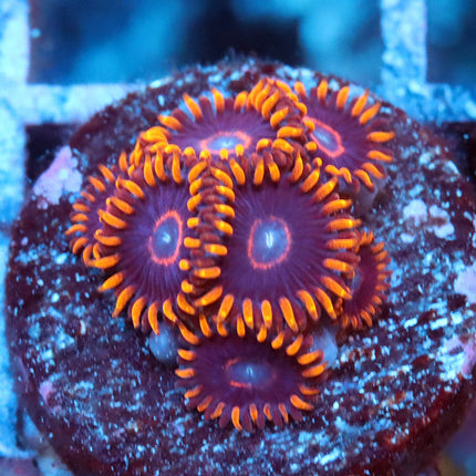 Red Hornet Zoa