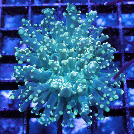 Teal Octopawn