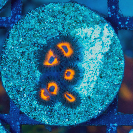 Tarzan Zoa