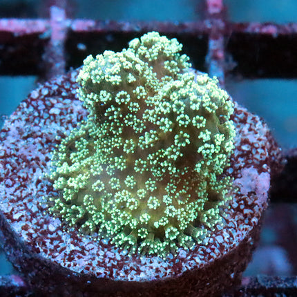 Neon Pocillopora