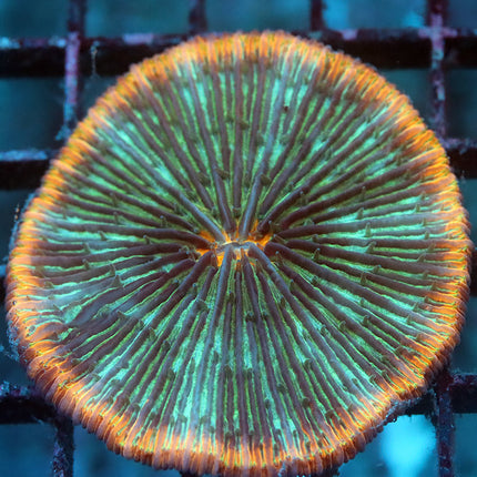 Orange Rimmed Rainbow Fungia