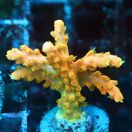 TGC Tropicana