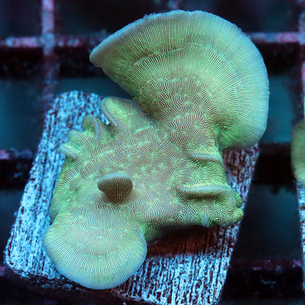 Minty Pavona