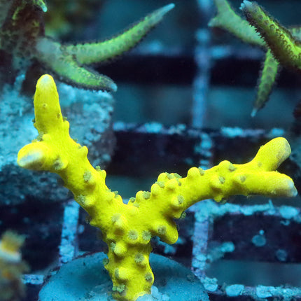 Green Goblin Anacropora