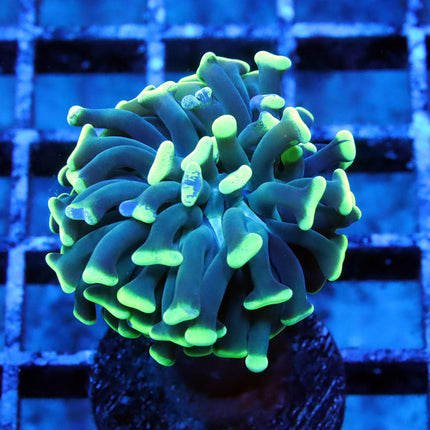 Neon Branching Hammer