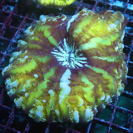 Champange Bubble Indophyllia