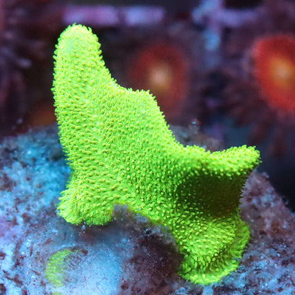 Neon Pavona