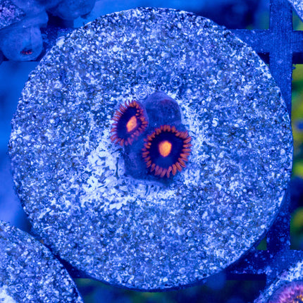 My Clementine Zoa