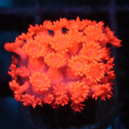 Hot Pink Goni