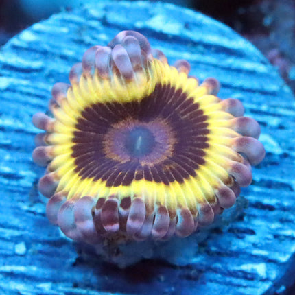 SBB Reverse Strat Zoa