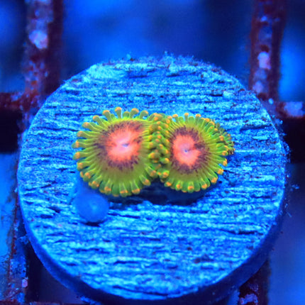 RMF Awesome Blossom Zoa