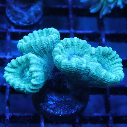 Teal Candy Cane