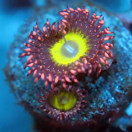 CB Omega Zoa