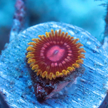CC Scarlet Fever Zoa