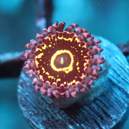 Stratosphere Zoa