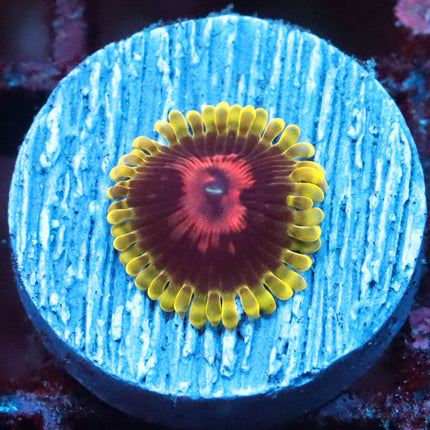 CC Scarlet Fever Zoa