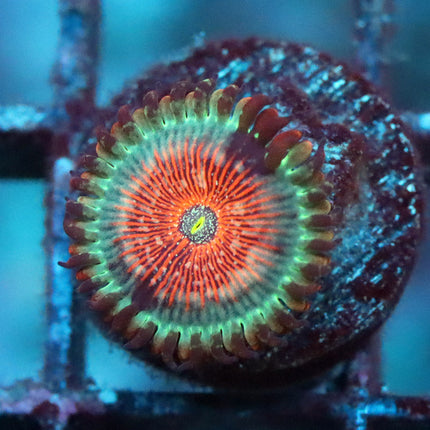Blue Agave Zoa