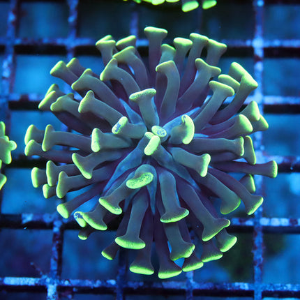 Neon Branching Hammer