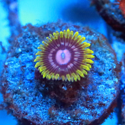 CC Scarlet Fever Zoa