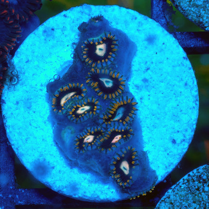BlackHole Sun Zoa