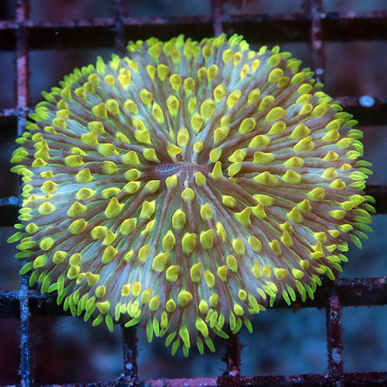 Neon Tentacle Fungia Plate