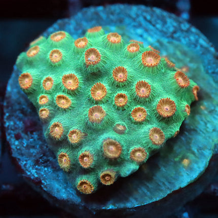 Meteor Shower Cyphastrea