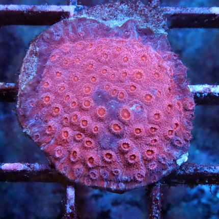 Cranberry Cyphastrea