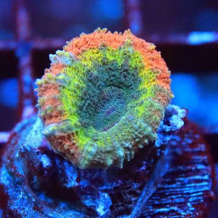 Rainbow Symphylia