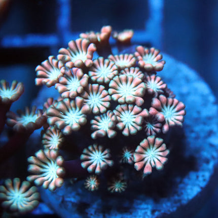 POTO Pink Nectar Alveopora