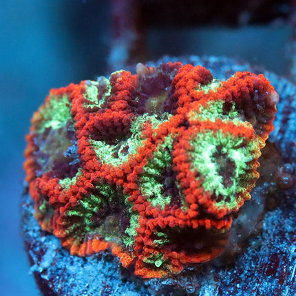 Splatter War Coral
